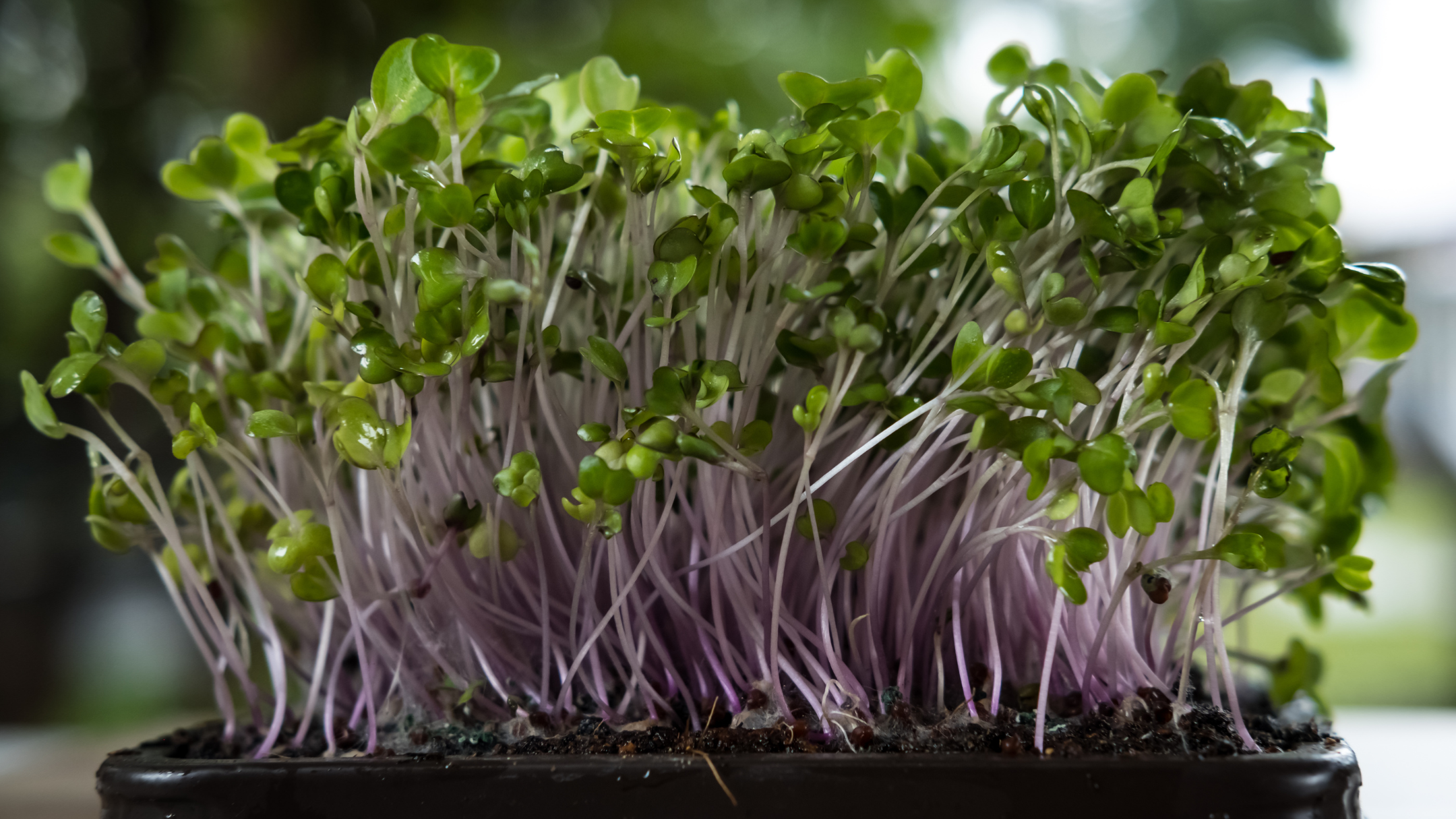 Microgreens